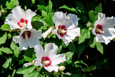 1000 BULK Mixed Colors ROSE Of SHARON HIBISCUS Syriacus Flower Tree Shrub Seeds